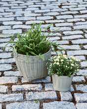 Load image into Gallery viewer, Lichen
